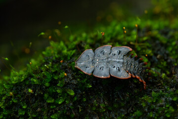 Wall Mural - close up shot of prehistoric trilobite beetle, copper tip trilobite beetle platerodrilus ruficollis, found on green moss over forest floor in West Java Indonesia