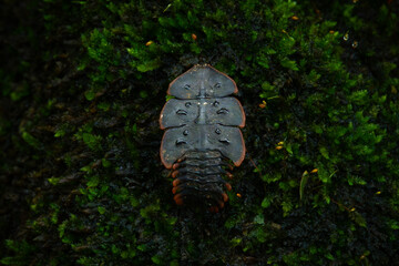 Wall Mural - close up shot of prehistoric trilobite beetle, copper tip trilobite beetle platerodrilus ruficollis, found on green moss over forest floor in West Java Indonesia