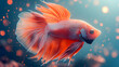 Capture the moving moment of red siamese fighting fish isolated. Betta fish.