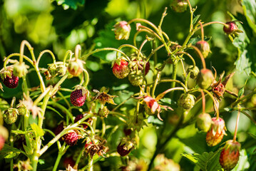 Wall Mural - sweet strawberries in the garden