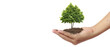 Hand plant trees for sustainability