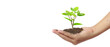 Hand plant trees for sustainability