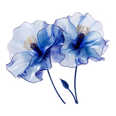 blue iris flower