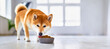 © shibadog - A standing Shiba Inu deliciously eating dog food indoors.