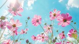 Fototapeta Kwiaty - Low Angle View Of Pink cosmos Flowering Plants Against Blue Sky, generative ai