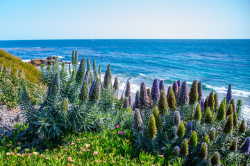 Wall Mural - A beautiful overlooking view of nature in Laguna Beach, California