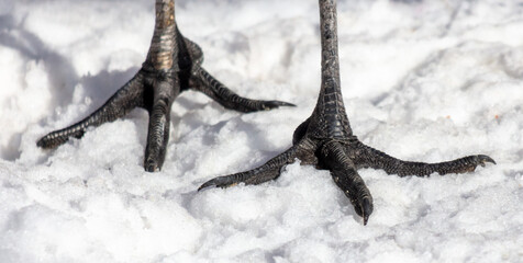 Sticker - Stork paws on white snow. Close-up