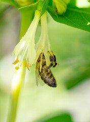 Sticker - A bee on a flower in spring. Macro