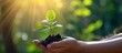 © ETAJOE - Hands holds small green plant seedling , copy space , sustainability concept