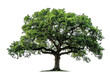© Md.BalalHossain - tree isolated on solid white background