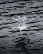seagull in the water