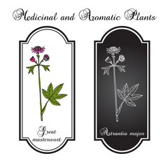 Wall Mural - Great masterwort (Astrantia major), medicinal plant. Hand drawn botanical vector illustration