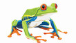 color frog painting a portrait happily
