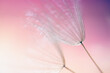 White dandelion in a forest against the pink sky at sunset. Macro image. Abstract nature background