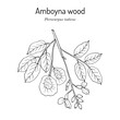 Amboyna wood, or narra (Pterocarpus indicus), medicinal plant