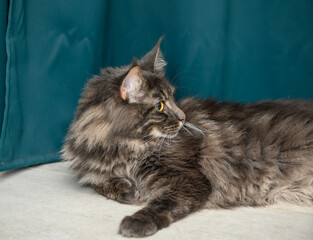 beautiful maine coon with yellow eyes on a green background 5