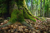Fototapeta Sawanna - The carpathian forest in Romania 