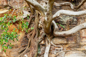 Canvas Print - Manly, New South Wales, Australia