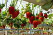© pokku - Growing Organic strawberries in an agricultural greenhouse