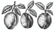 Mango fruit vector set Engraved organic food hand 