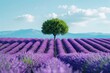 Olive tree in a lavender field