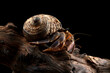 a Hermit crab on the wood