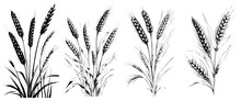 Four Different Drawings Of Wheat Plants. The First Drawing Is A Close Up Of A Single Wheat Plant, The Second Drawing Is A Close Up Of Two Wheat Plants