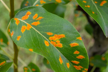 Wall Mural - Pear leaves with pear rust infestation