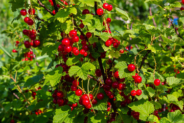 Wall Mural - Red currant berries grow in sunny garden. Red currants plantation in summer field. Red currant berries in sunny garden