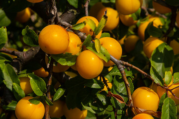 Wall Mural - Ripe plums on green branches in the garden. A few fresh juicy round red plum berries with leaves on a tree branch under the soft sunlight. Ripe plums on green branches in the garden