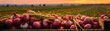 Red onions harvested in a wooden box with field and sunset in the background. Natural organic fruit abundance. Agriculture, healthy and natural food concept. Horizontal composition, banner.