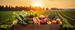Various kinds of vegetables harvested in a wooden box in a field with sunset. Natural organic fruit abundance. Agriculture, healthy and natural food concept.