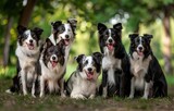Fototapeta  - Evening Elegance: A Serene Assembly of Border Collies in Nature's Glow - Generative AI