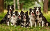 Fototapeta  - Evening Elegance: A Serene Assembly of Border Collies in Nature's Glow - Generative AI