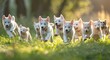 Joyful Jaunt: White Siberian Husky Puppies Frolicking in the Sunshine - Generative AI