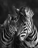 Fototapeta Konie - Elegant Zebra Duo in Monochrome: A Mother's Protective Embrace - Generative AI
