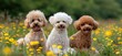 Three Smiling Poodles Enjoying a Blissful Day Amongst Sunny Blooms - Generative AI