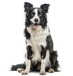Elegant Border Collie Poised Gracefully Against a Pure White Backdrop - Generative AI