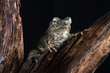 Phrynoidis aspera, Bufo asper toad with black background