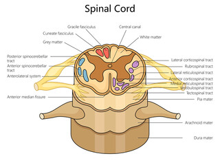 Wall Mural - Human spinal cord structure vertebral column diagram hand drawn schematic raster illustration. Medical science educational illustration