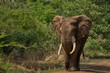 Bachelor group of male African Elephant (Loxodonta africana) in South Luangwa National Park, Zambia     