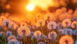 Spring meadow wildflower field with dandelion at orange sunset. Fluffy dandelion against sunset front sun close up, blurred background. Ikebana of dried Dandelion flowers colorful orange and yellow 