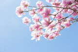 Fototapeta Nowy Jork - Branches of light pink Magnolia flowers on blue sky background. Selective focus.