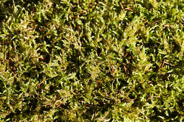 Wall Mural - Green moss closeup texture. Forest ground macro background. Moss growing on stone. Turf texture. Foliage green plant pattern. Lichen detailed macro backdrop.