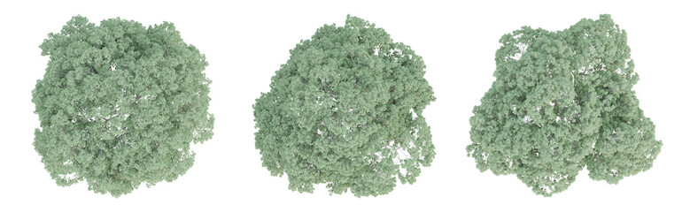 Wall Mural - 3d render top view of celtis australis tree isolated on transparent background