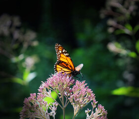 Sticker - Macro shot of a beautiful orange monarch butterfly on pink flowers