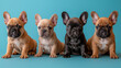 group of four adorable french bulldogs sitting