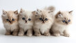 four adorable white persian baby cats