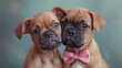 couple of cute boxer puppies kissing