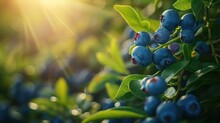 Fresh Organic Blueberries On The Bush. Close Up